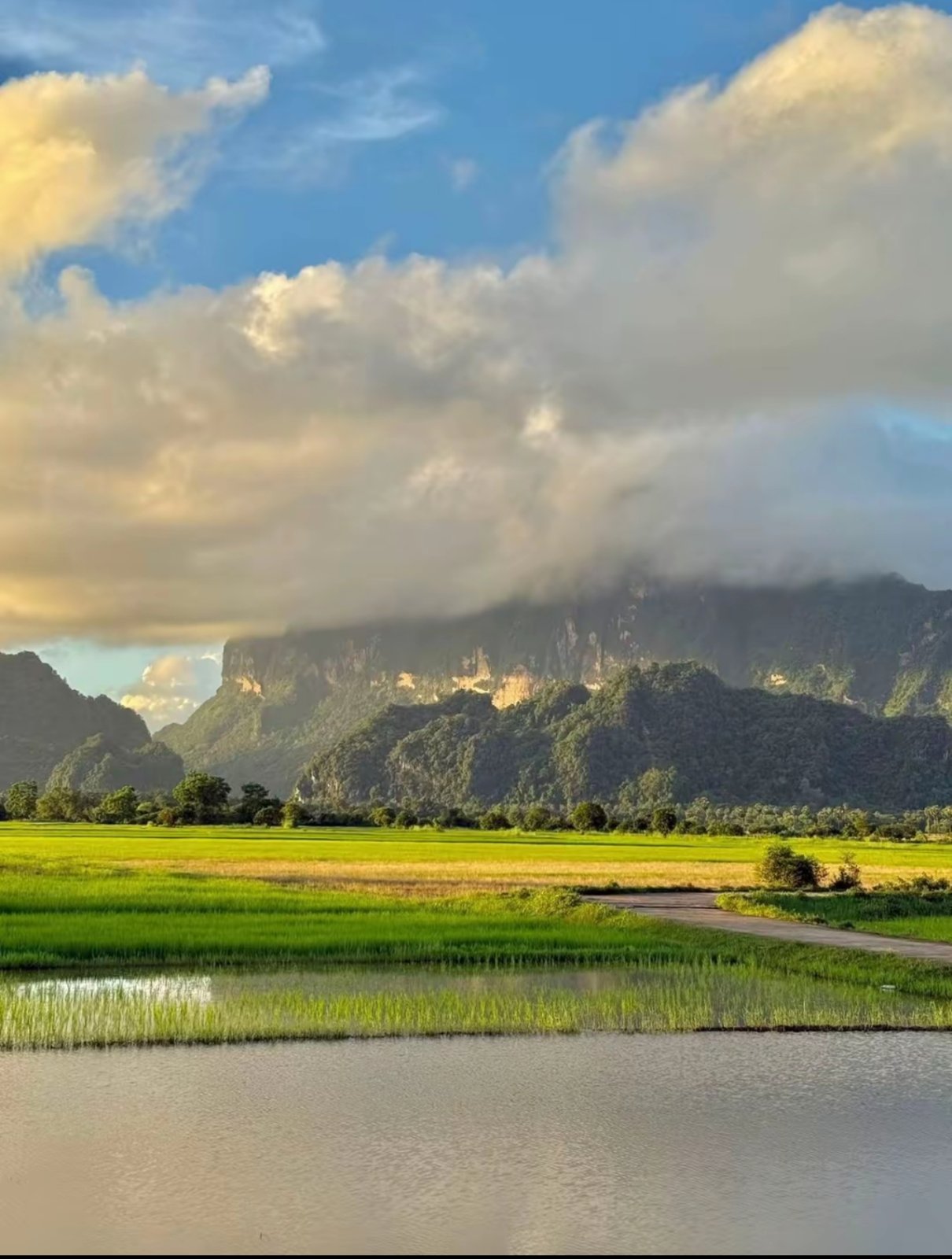 Zwegabin Paddy Field
